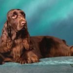 Field Spaniel - Características, história da raça e curiosidades