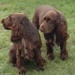 Field Spaniel - Características, história da raça e curiosidades