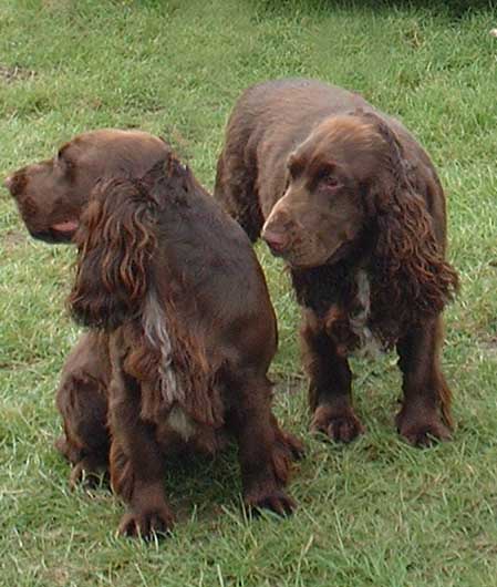 Field Spaniel - Características, história da raça e curiosidades