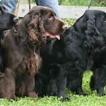 Field Spaniel - Características, história da raça e curiosidades