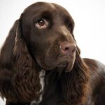 Field Spaniel - Características, história da raça e curiosidades