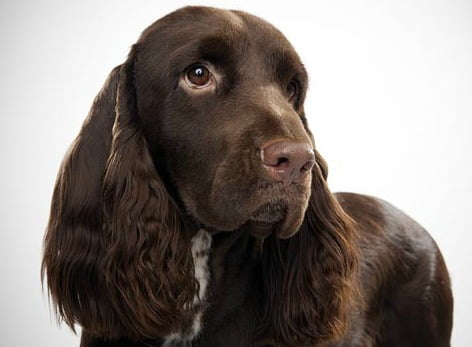 Field Spaniel - Características, história da raça e curiosidades