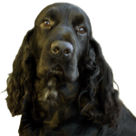 Field Spaniel - Características, história da raça e curiosidades