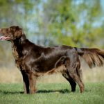 Flat Coated Retriever - Característica, história da raça e temperamentos