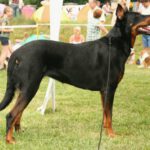 Beauceron: Características, histórias e dicas