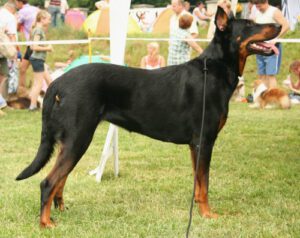 Beauceron: Características, histórias e dicas