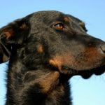 Beauceron: Características, histórias e dicas