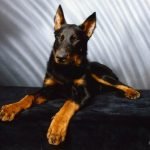 Beauceron: Características, histórias e dicas