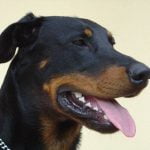 Beauceron: Características, histórias e dicas