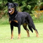 Beauceron: Características, histórias e dicas