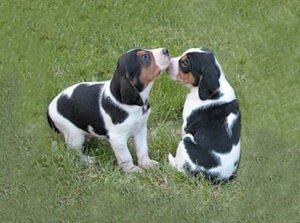 Cão de Artois: Características, histórias e dicas