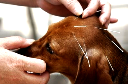 O benefício da acupuntura para os cães