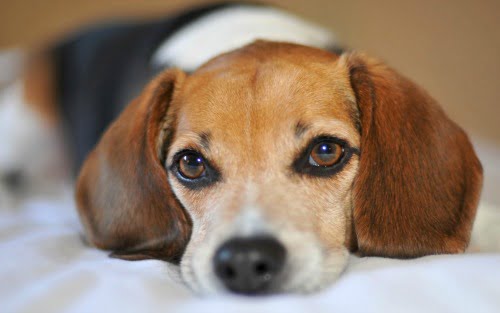 Epilepsia canina: causas e tratamentos