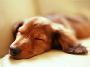 Por que os cães sonham?