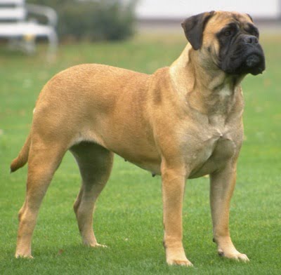 bullmastiff