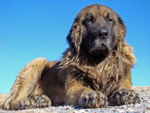 Cão Serra da Estrela