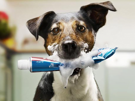 Como escovar os dentes do cão