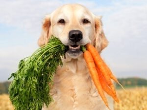 A importância da cenoura para a alimentação do cão