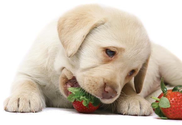 A importância das frutas para o cão