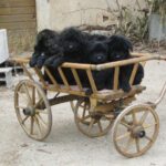 Bouvier de Flandres: História da raça, características e temperamento