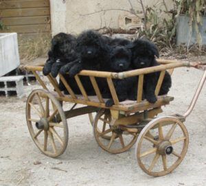 Bouvier de Flandres: História da raça, características e temperamento