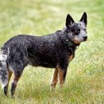 Australian Cattle Dog - História, características e temperamento