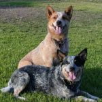 Australian Cattle Dog - História, características e temperamento