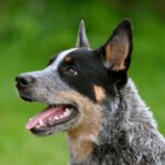 Australian Cattle Dog - História, características e temperamento