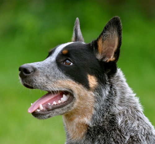 Australian Cattle Dog - História, características e temperamento