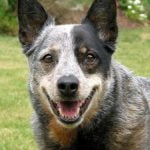 Australian Cattle Dog - História, características e temperamento