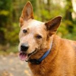 Australian Cattle Dog - História, características e temperamento