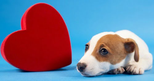 Hipertensão arterial em cães: uma doença silenciosa