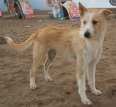 Quais raças de cachorro estão entrando em extinção?