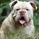 Buldogue Campeiro: história, características e temperamento