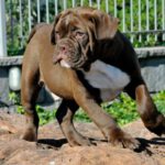 Buldogue Campeiro: história, características e temperamento