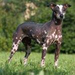 Cão Pelado Peruano - História, características e temperamento da raça