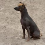 Cão Pelado Peruano - História, características e temperamento da raça
