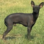 Cão Pelado Peruano - História, características e temperamento da raça