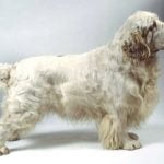 Cluber Spaniel - História, característica e temperamento