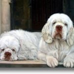 Cluber Spaniel - História, característica e temperamento