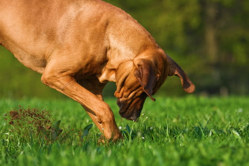 Dicas para o cão parar de cavar no jardim