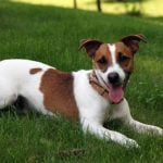 Jack Russel Terrier - História, característica e comportamento