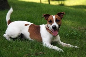 Jack Russel Terrier - História, característica e comportamento