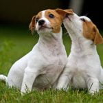 Jack Russel Terrier - História, característica e comportamento