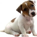 Jack Russel Terrier - História, característica e comportamento