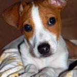 Jack Russel Terrier - História, característica e comportamento