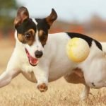 Jack Russel Terrier - História, característica e comportamento