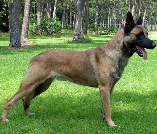 Dica de raças de cães de guarda racas-de-caes-de-guarda-1