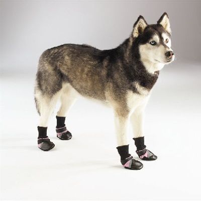 Aprenda como fazer meias e botas para cachorro!