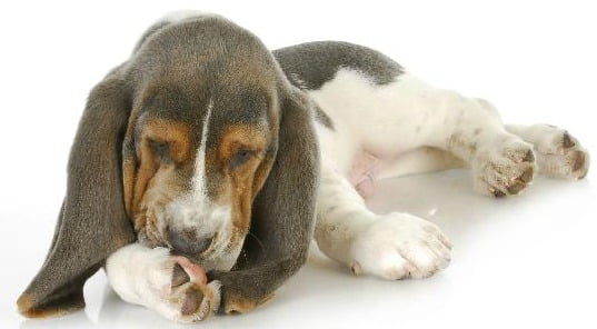 Dermatite Canina: causas e sintomas